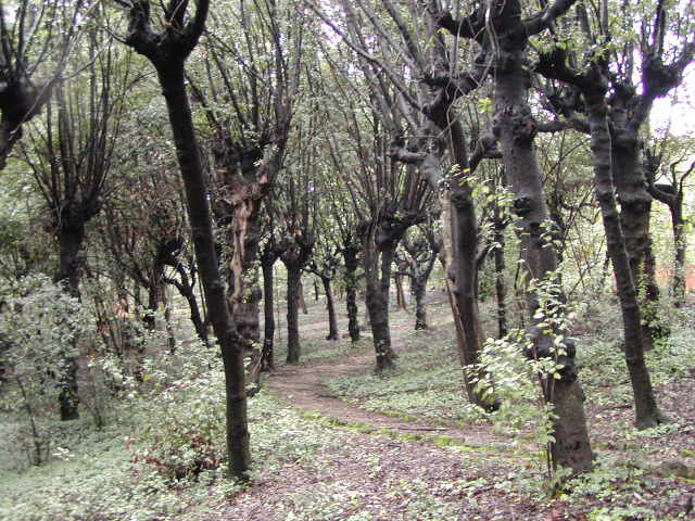 Garden walk